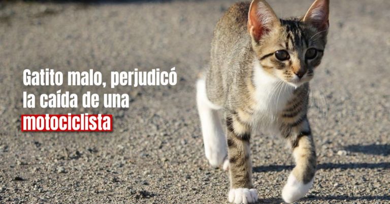 Por Esquivar Un Gato Una Motociclista Cay Al Pavimento Y Termin Con