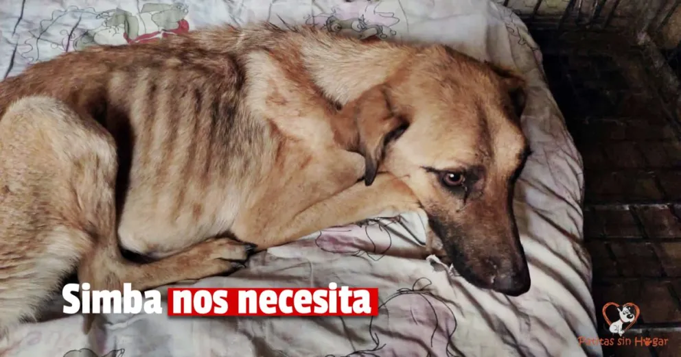 Solicitan ayuda económica para "Simba" quien fue abandonada y rescatada 