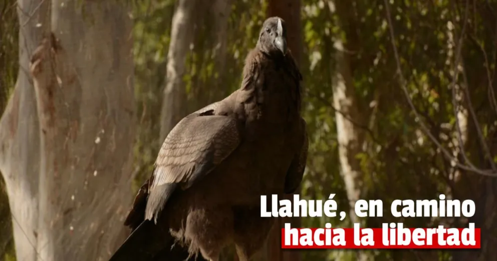 Llahue, el cóndor que nació en cautiverio se prepara para ser liberado
