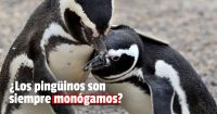 Según los especialistas, los pingüinos no son siempre monógamos 
