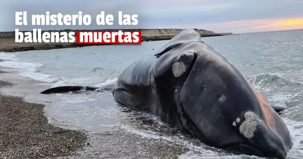 Preocupación por el hallazgo de ballenas muertas en Costa Argenta