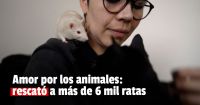 Una joven rescatista salvó a unas 6 mil ratas y convive con 20 en su casa 