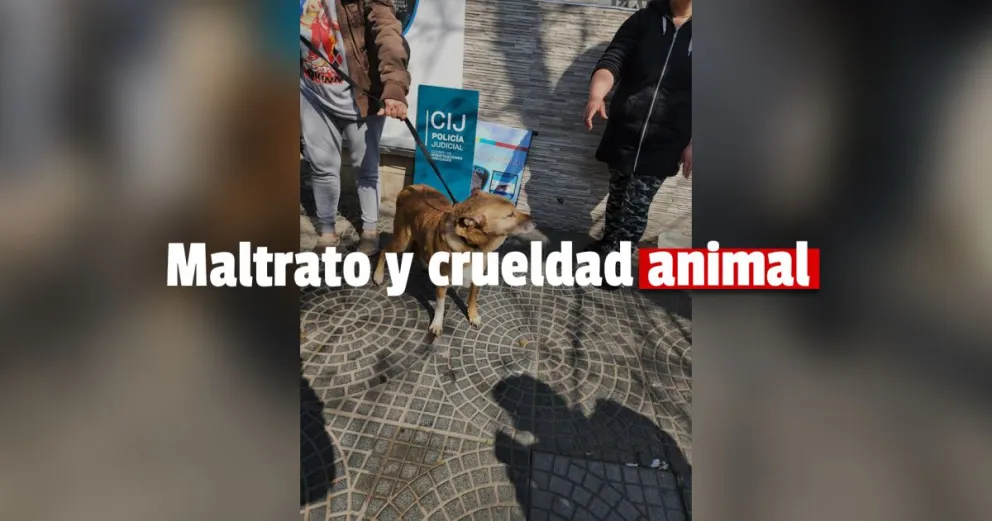 Rescatan 5 perros abandonados por sus dueños, encerrado en una vivienda