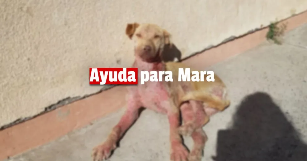 Una perrita esta grave de salud y sus dueños piden colaboración para enfrentar gastos 