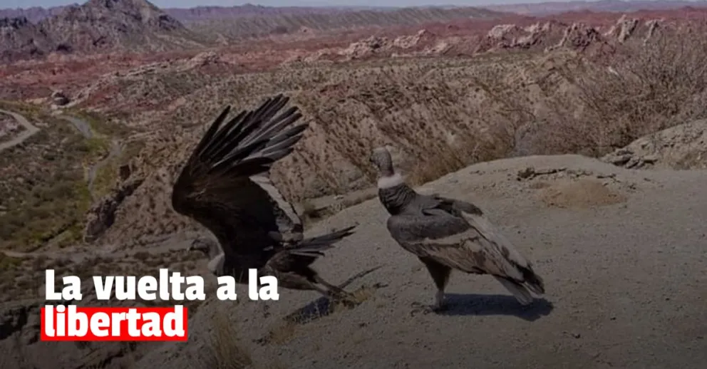 Liberaron a dos cóndores rescatados