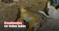 Denuncian envenenamiento de perros en Jáchal