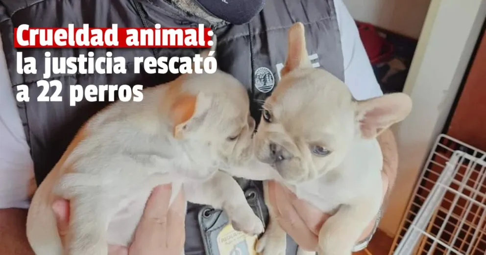 Un criadero ilegal de animales fue intervenido por la justicia 