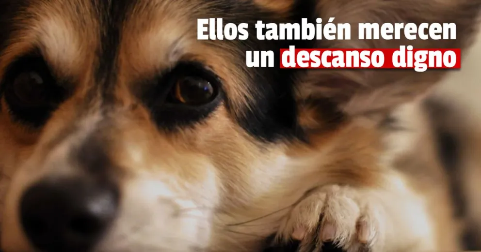 Entierro digno para mascotas: un curioso servicio que ofrecen proteccionistas sanjuaninos