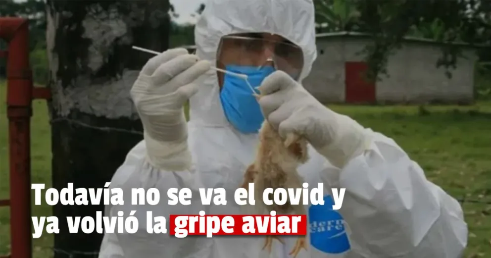 Detectaron en México el primer caso de gripe aviar AH5N1