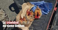 Crueldad: llevaba tres quirquinchos muertos en la camioneta