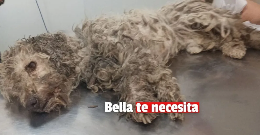 Una perrita fue abandonada y piden ayuda para salvarle