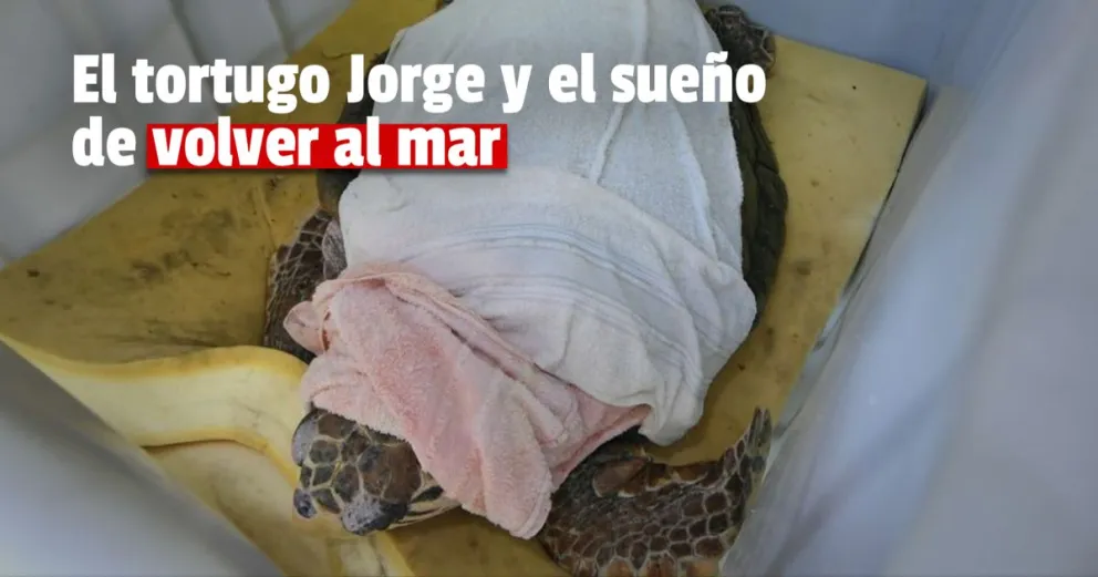El tortugo Jorge deja Mendoza y lo prepararán para volver al mar