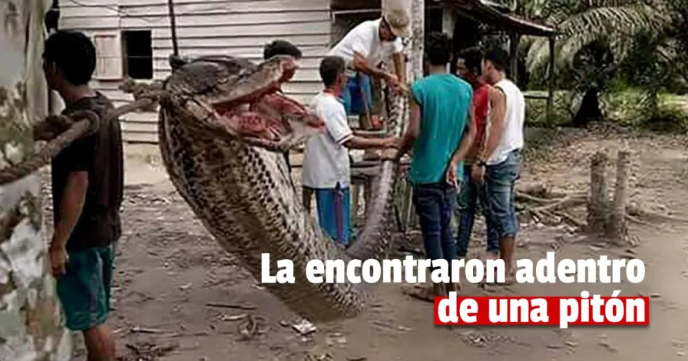 Increíble: una pitón gigante se tragó a una mujer