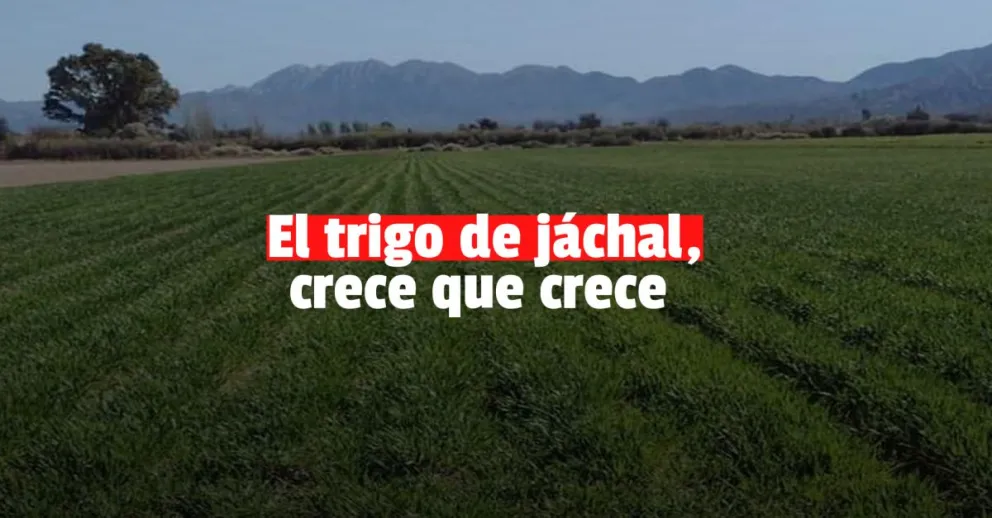 La producción de trigo en Jáchal, se mantiene en óptimas condiciones 