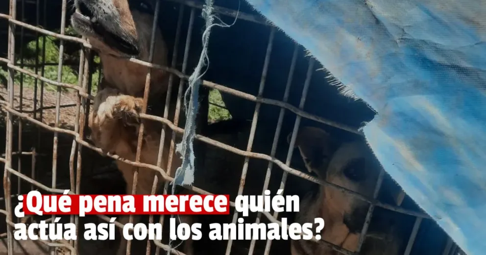 La crueldad hacia los animales no tiene límites