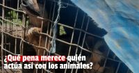 La crueldad hacia los animales no tiene límites