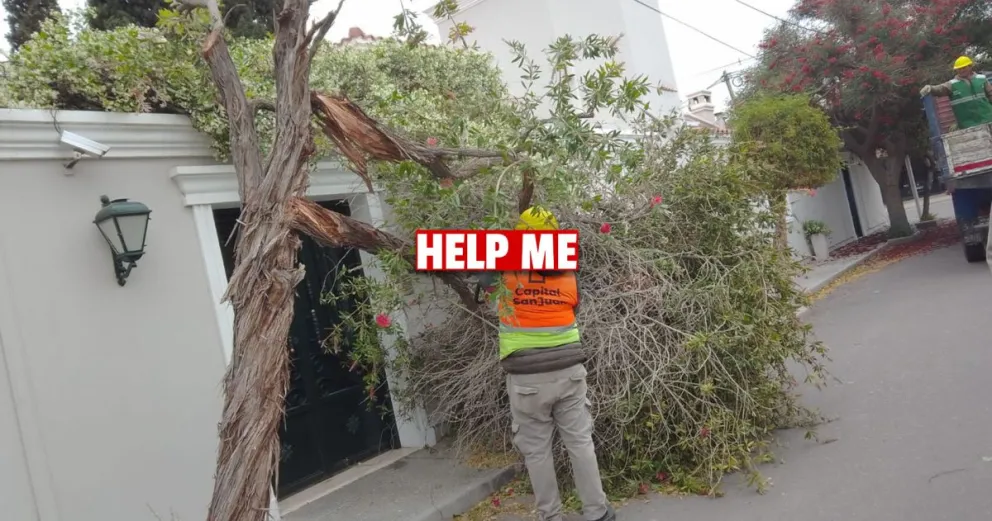 Capital: 25 emergencias por ramas desgajadas con el viento sur