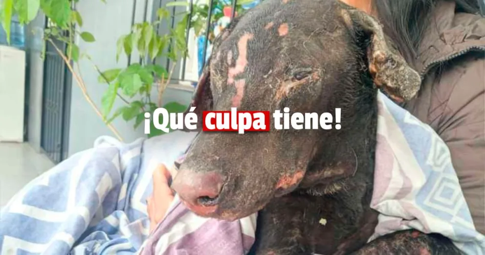 Por venganza contra su novio, le prendió fuego a su perrito: hoy lucha por su vida