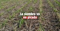 El factor climático afectó la siembra de soja y maíz 