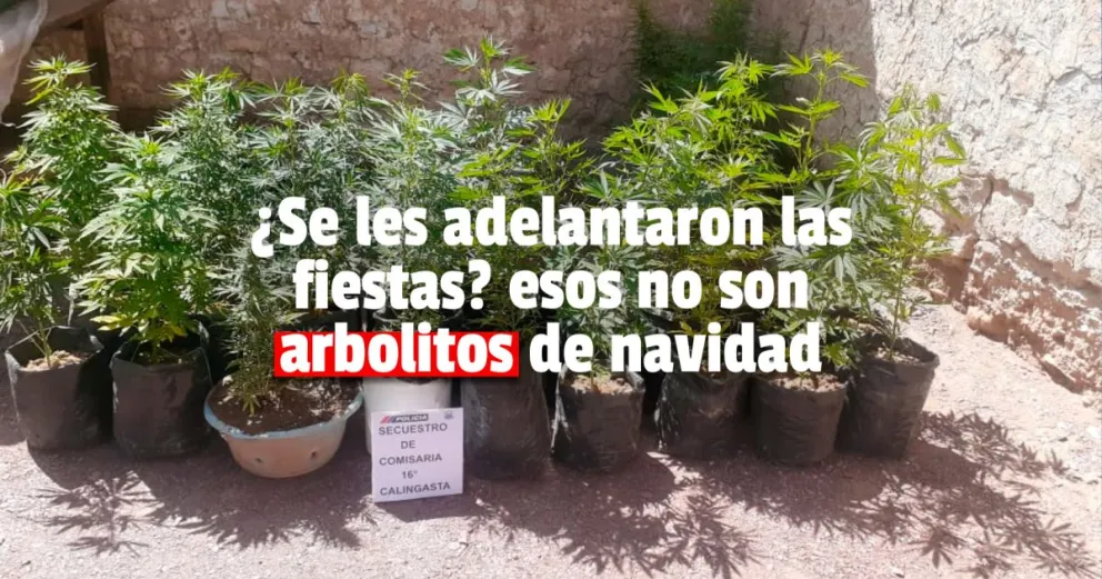 Calingasta: en un allanamiento secuestran dinero, elementos robados y plantas de marihuana 