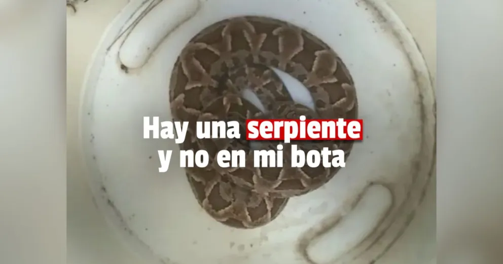 Apareció una serpiente en el baño de una casa en Zonda 