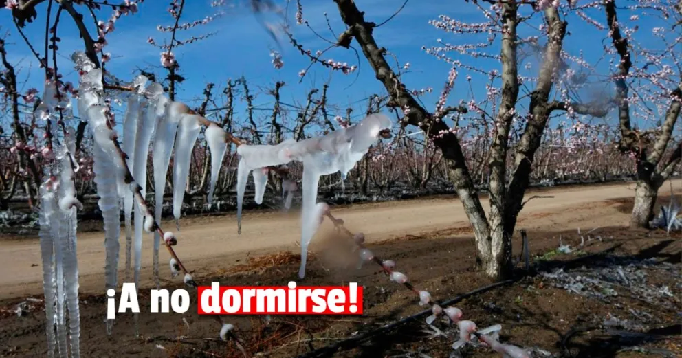 Los productores afectados por las heladas tardías pueden denunciar hasta el 15 de noviembre   