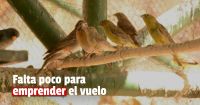 El Parque Faunístico liberará más de 140 aves 