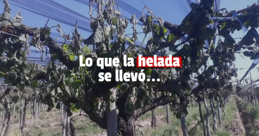 Más de 7.000 hectáreas resultaron afectadas por las heladas en San Juan 