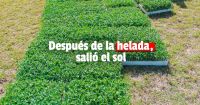 Jáchal: tras las heladas, llegó el apoyo al sector chacarero con plantines de tomate