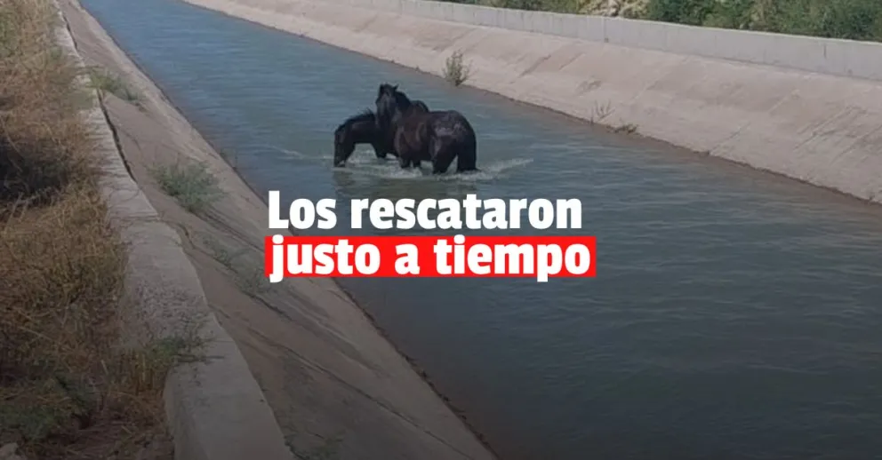 Dos caballos cayeron a un canal y tuvieron que ser rescatados 