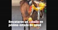 La policía rescató a un caballo con alto grado de desnutrición