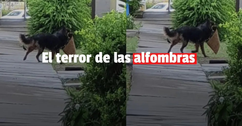 Un robo de alfombras que dejó desconcertados a los vecinos de un edificio 