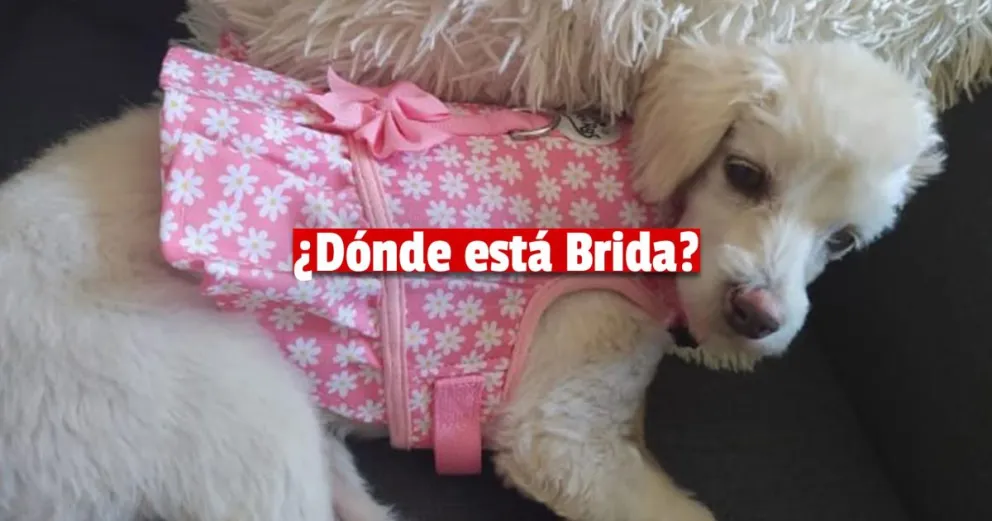 Buscan desesperadamente a Brida, una caniche que se perdió hace más de tres días 