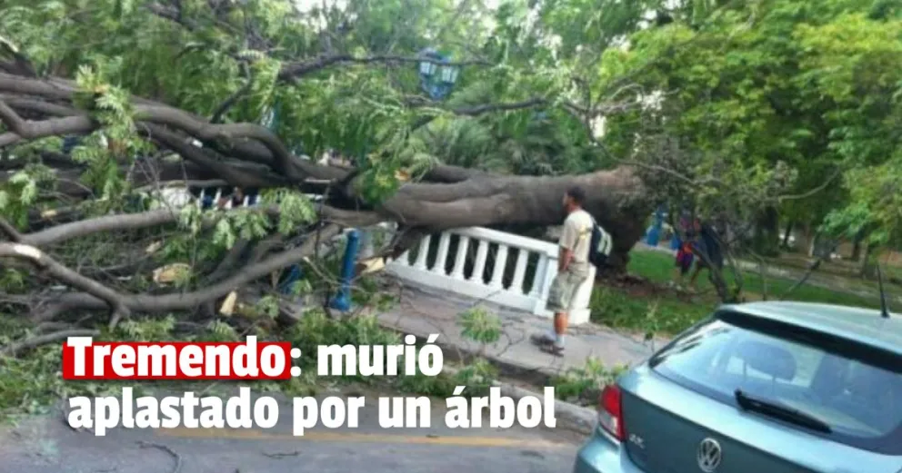 Mendoza: circulaba en su auto y murió aplastado por un árbol