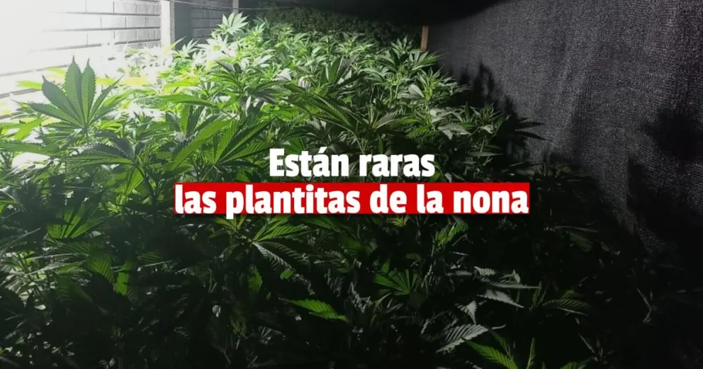 Descubren en una vivienda un invernadero de marihuana 