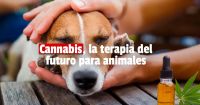 El tratamiento de terapia con cannabis es altamente efectivo en animales 