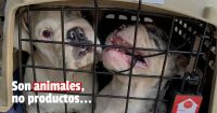 Rescataron 10 perros de raza Bulldog Frances en un criadero ilegal