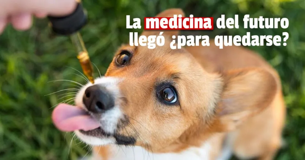 Cannabis medicinal: ¿En San Juan lo usan los veterinarios para el tratamiento?