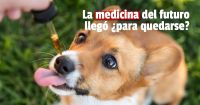 Cannabis medicinal: ¿En San Juan lo usan los veterinarios para el tratamiento?