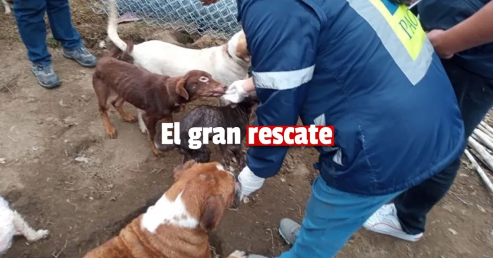 Rescataron a 50 perros que vivían hacinados 