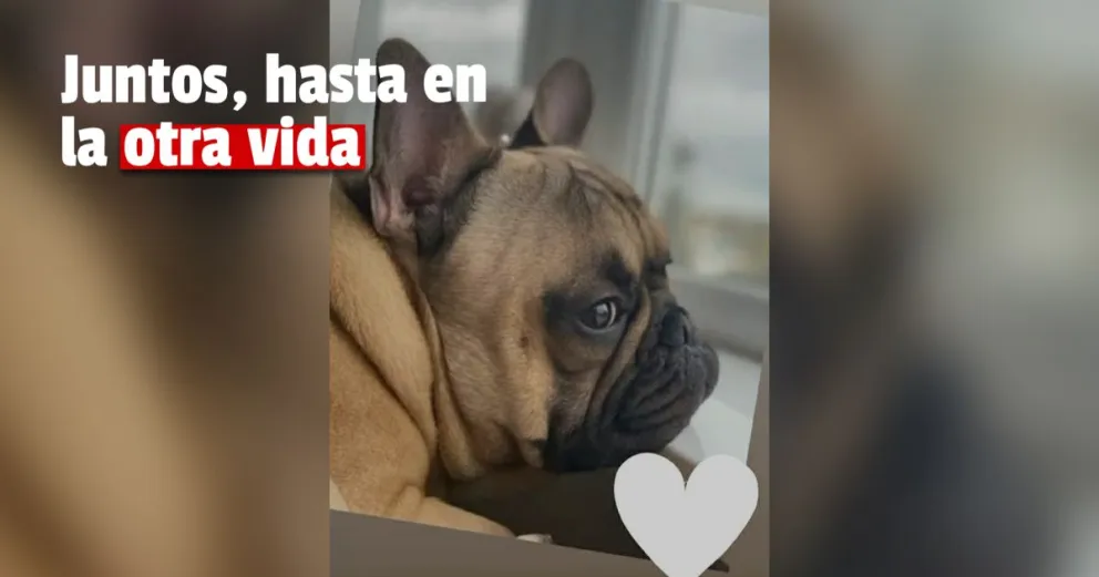 Falleció Simón el perro de Melina 