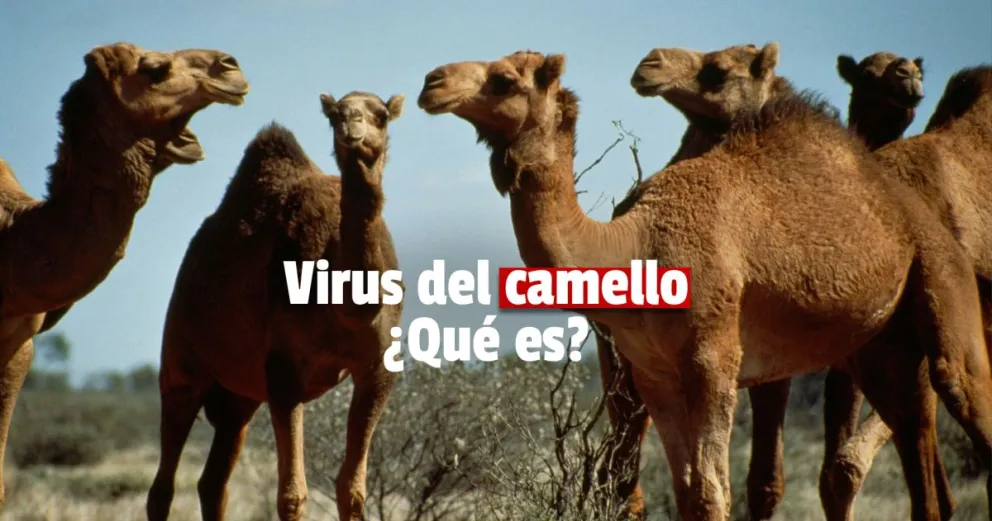 De que se trata el "virus del camello", la enfermedad que tanto preocupa a Francia de cara a la final