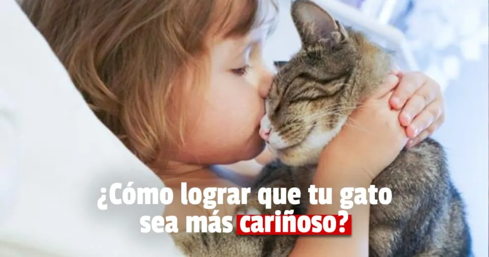 Recomendaciones para que tu gato sea más afectuoso