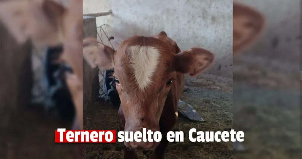 La policía secuestró un ternero macho que estaba suelto en la vía pública 