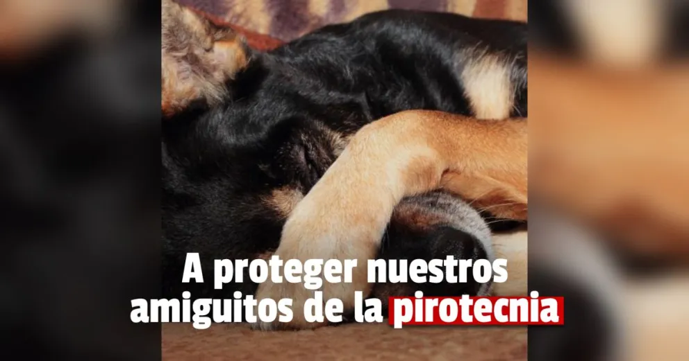 ¿Cómo hago para qué mis animales no sufran las pirotecnias durante las fiestas?