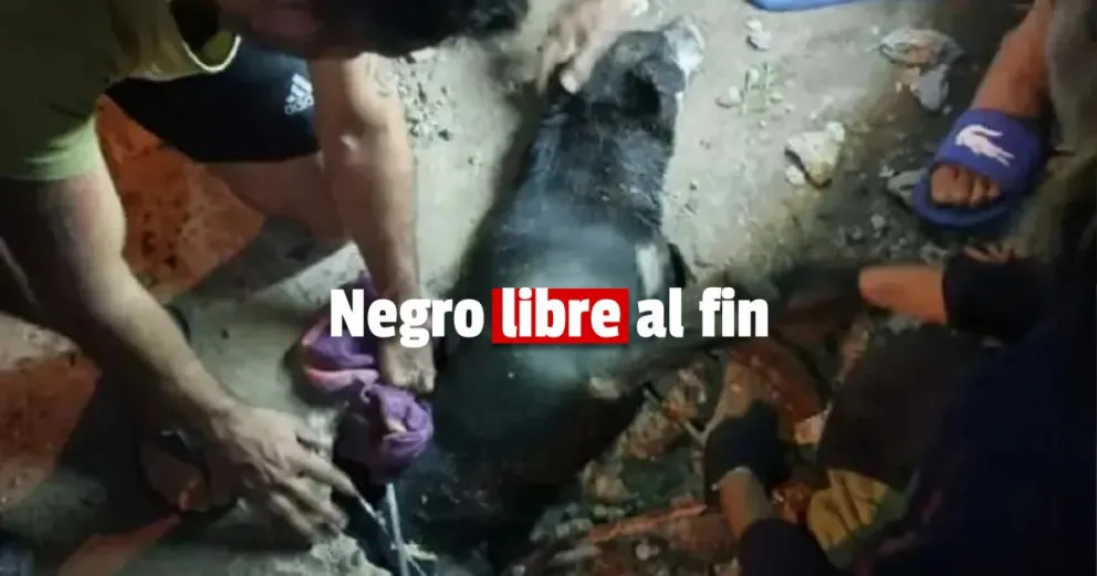 Es el perro del barrio y quedó atrapado en una cañería: lo salvaron los bomberos