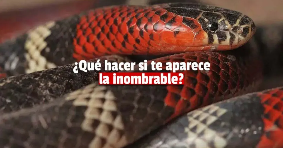 Cómo actuar ante la presencia de serpientes en épocas de calor