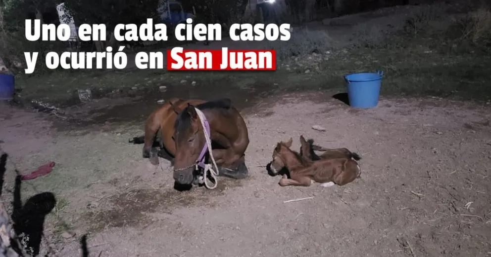 Mellizos en la yegua, mucho más que dos, un hecho inédito que sucedió en San Juan 
