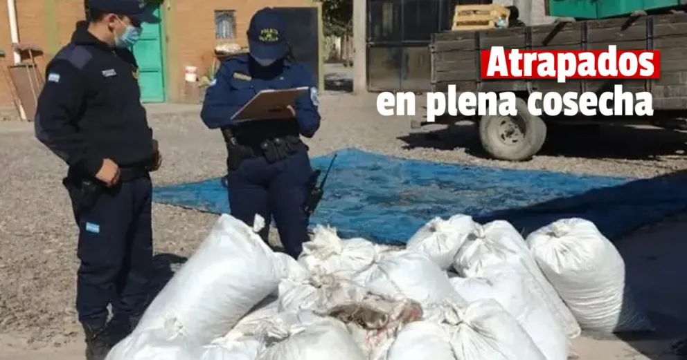 Caucete: menores presos por robar uva