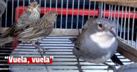 Seis aves fueron rescatadas y liberadas en el área protegida La Ciénaga
